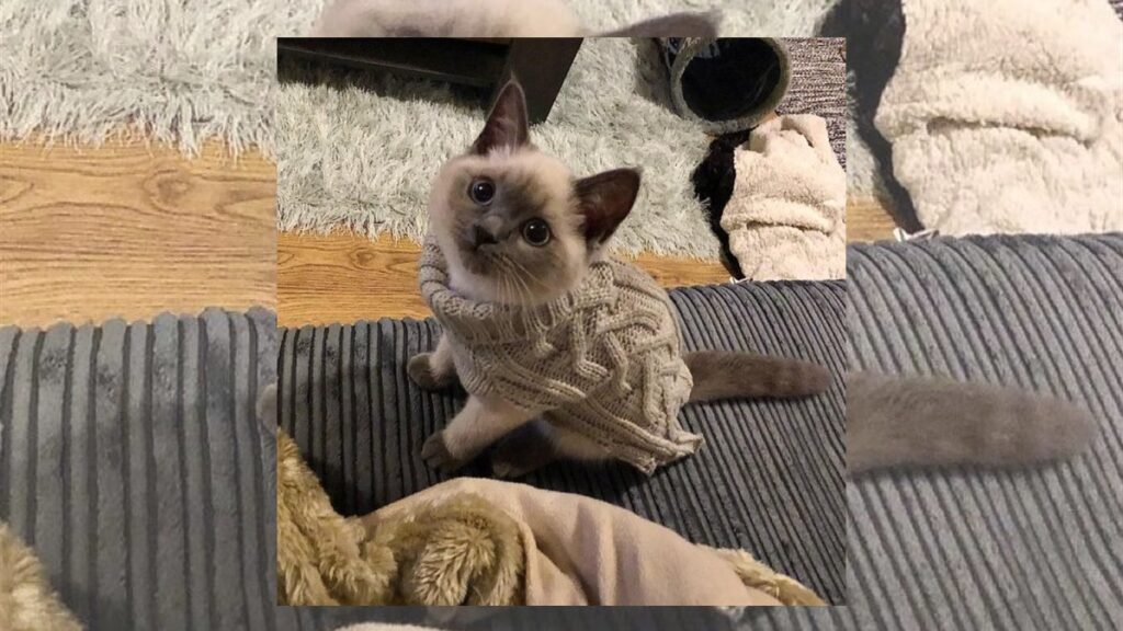 O gato de suéter que parou a visita e ninguém entendeu