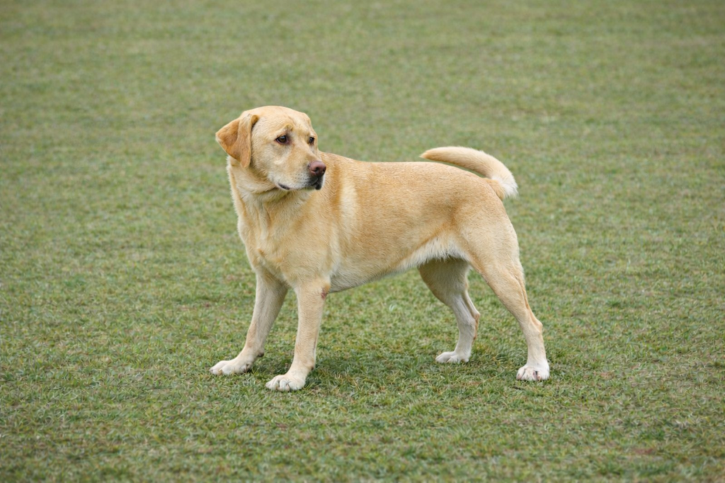 Guia rápido de vacinação para filhotes: o que não pode atrasar