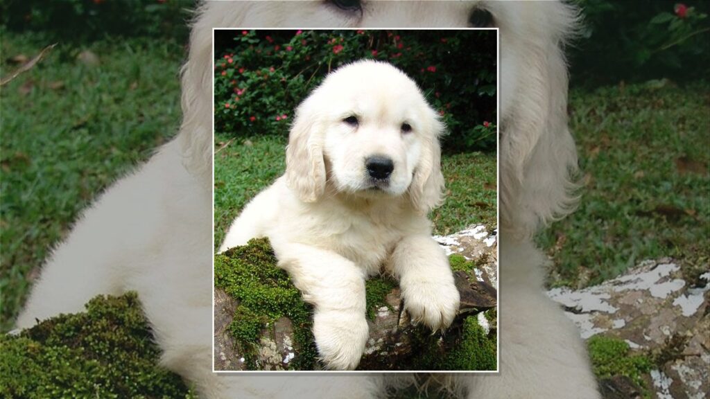 Nova pesquisa revela como cães identificam emoções humanas