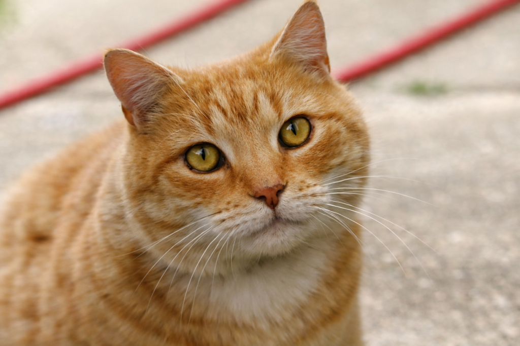 O gato que esperou na janela por 3 anos e emocionou o bairro