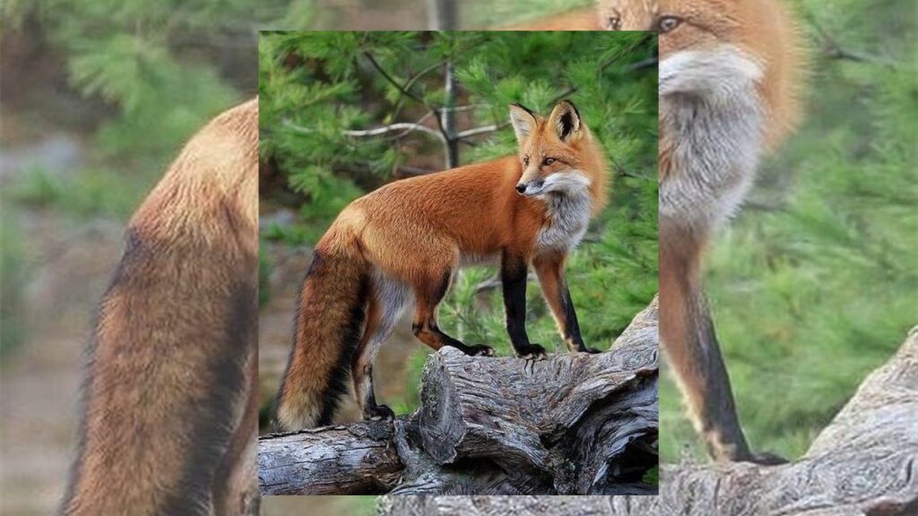 A raposa que travou a trilha e ninguém entendeu