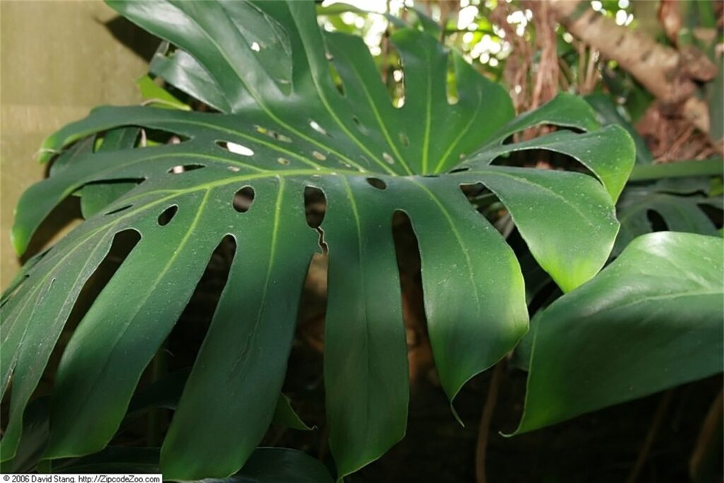 10 plantas tóxicas para pets e alternativas seguras para casa