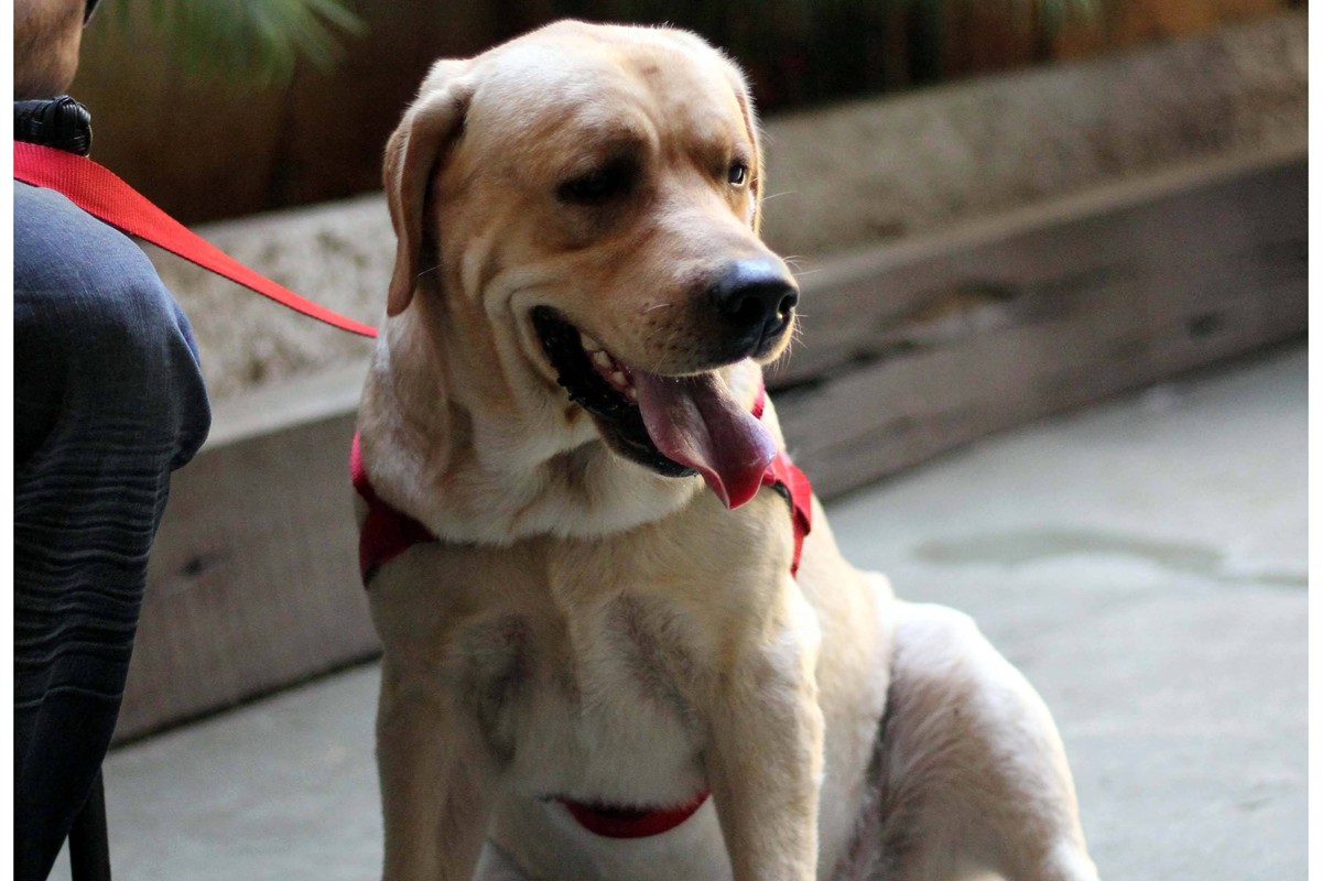 como-ensinar-comandos-basicos-para-cachorro-em-15-minutos-por-dia-imagem-interna-01