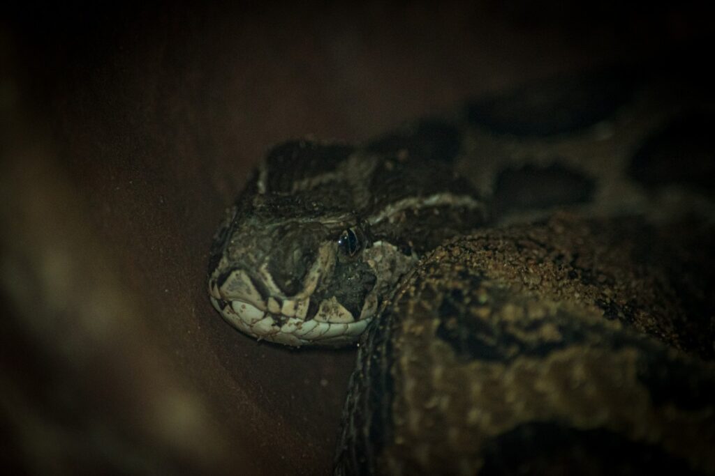 Por que algumas cobras parecem “hipnotizar” a presa? Entenda o comportamento