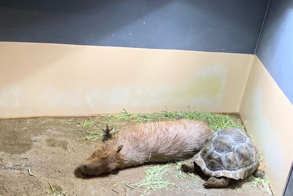 A capivara que virou “guardiã” de um parque urbano
