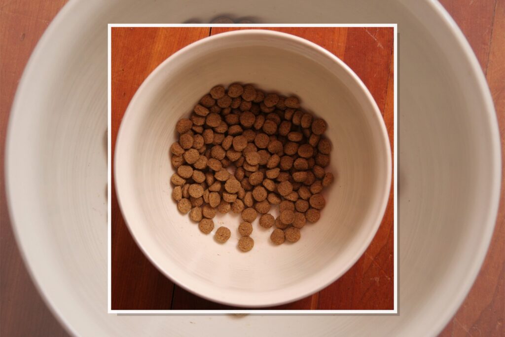 Alimentação natural para cães: por onde começar com segurança