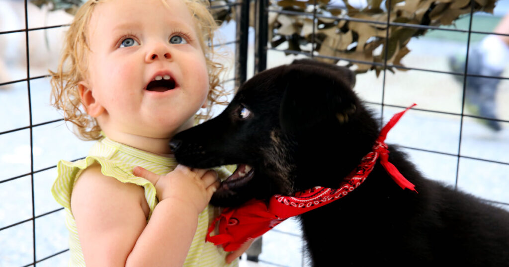 Campanha nacional amplia adoção responsável de cães e gatos