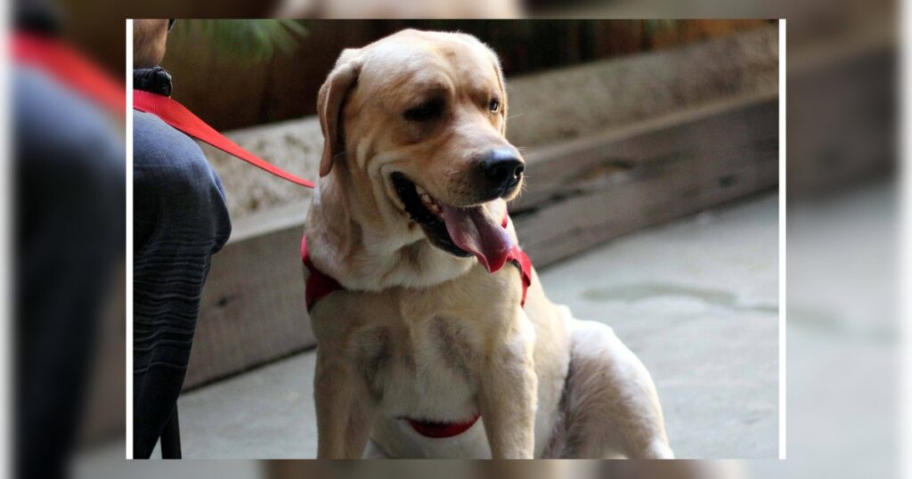 O cão idoso adotado aos 14 anos que ganhou nova chance