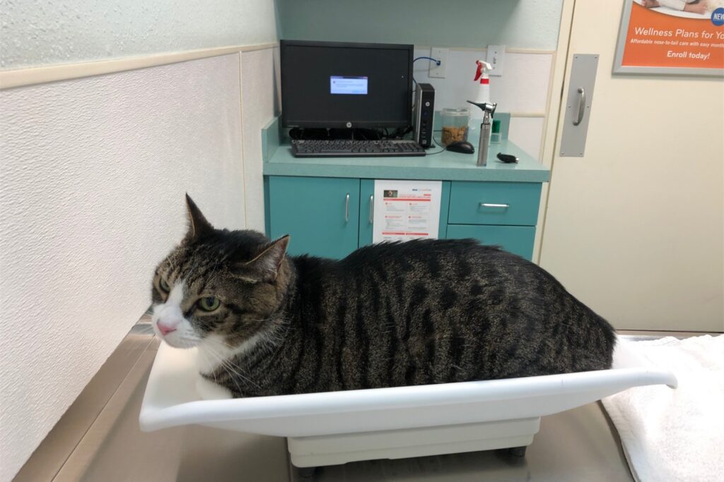 Castrar engorda? Verdade, mito e como prevenir ganho de peso