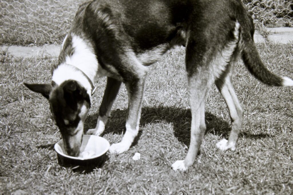 como-escolher-racao-por-porte-e-fase-de-vida-imagem-interna-01
