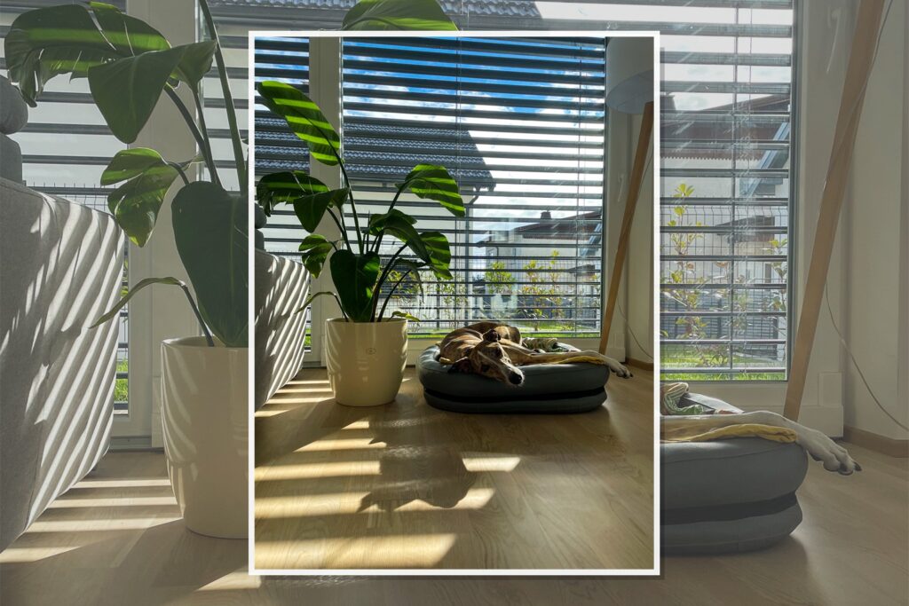 Como montar rotina ideal para cachorro em apartamento