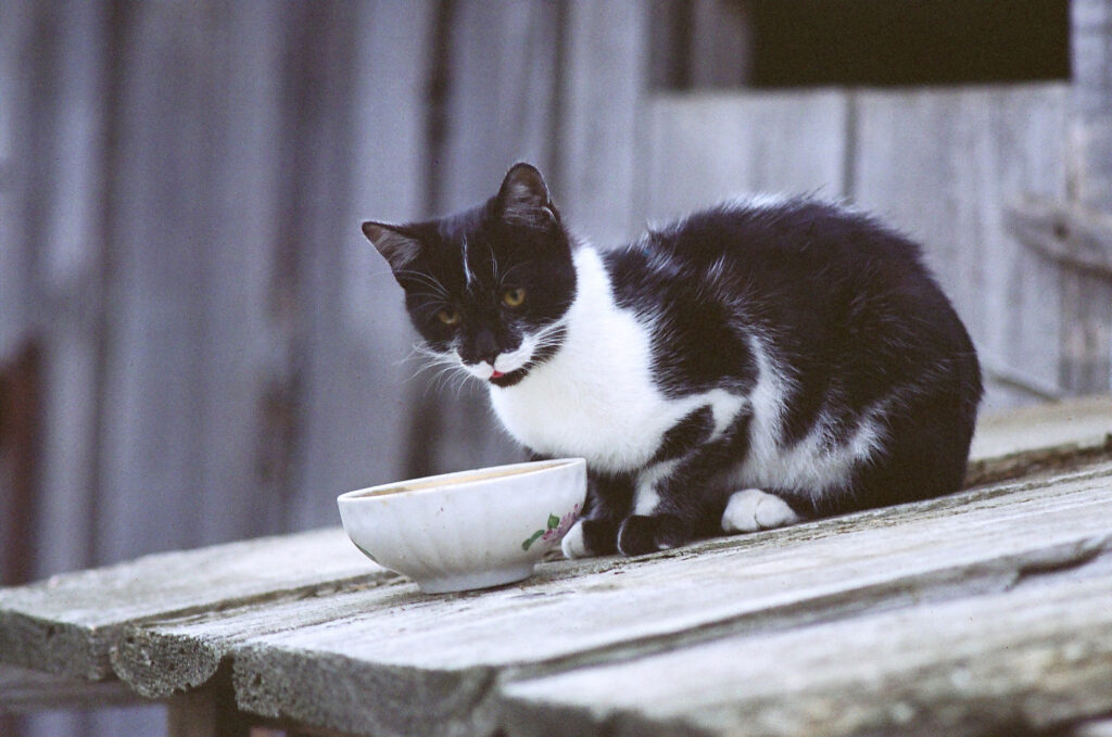Dar leite para gato faz mal? Entenda quando é mito e quando é risco