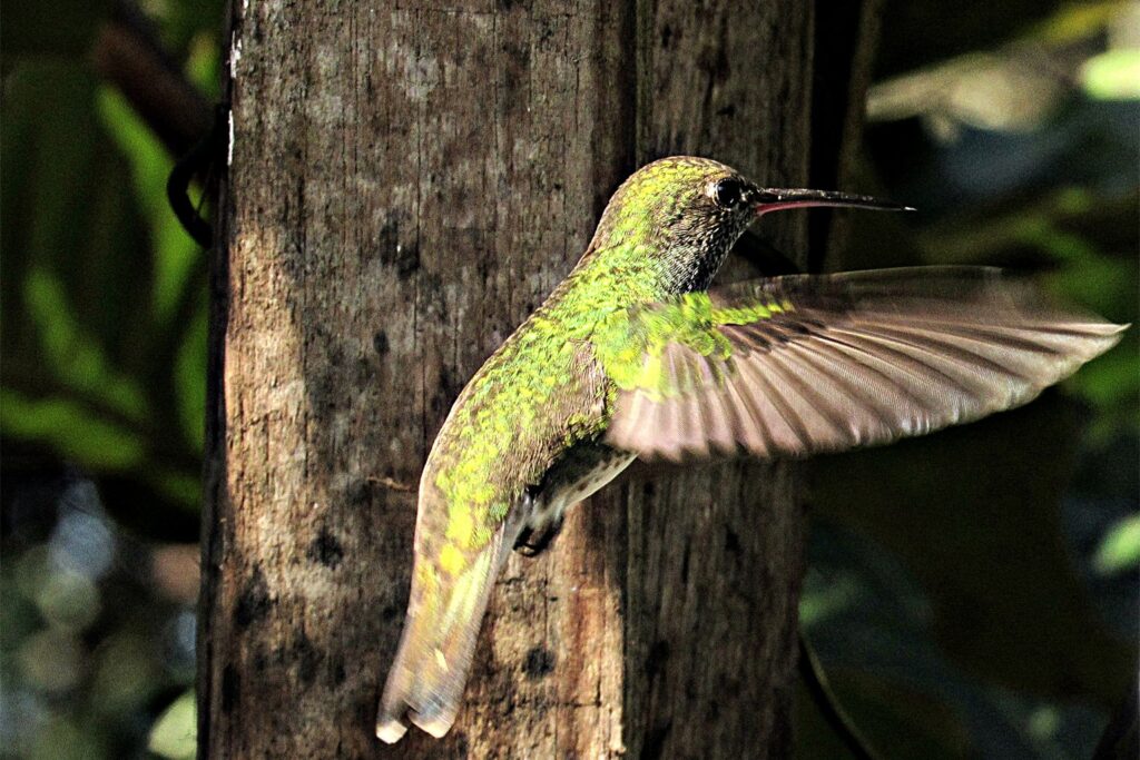 O beija-flor que voltou todos os dias para visitar uma idosa