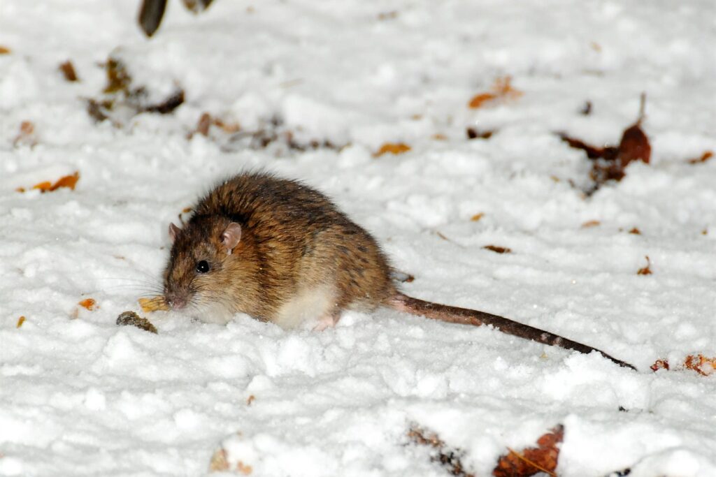 O que rato realmente gosta de comer? Guia rápido sobre alimentação de roedores