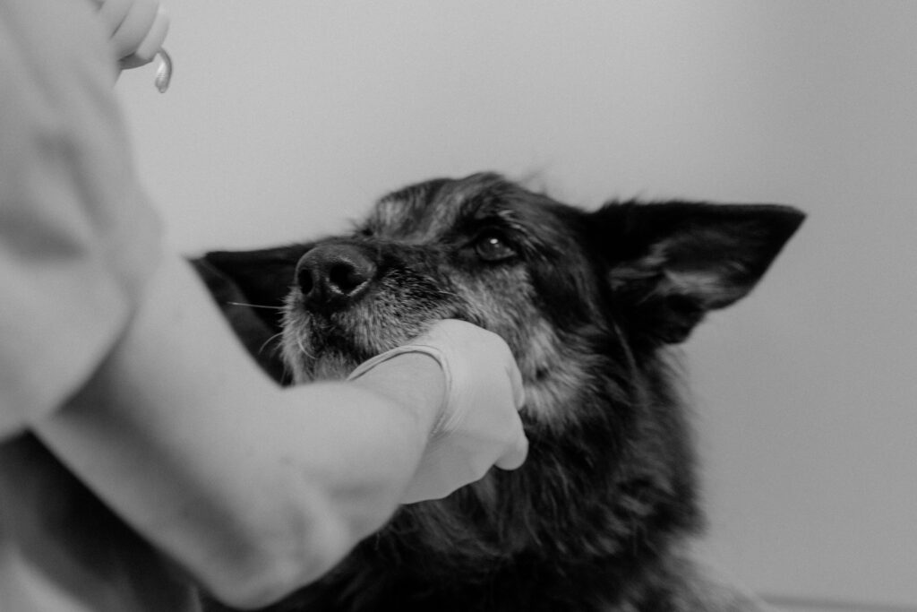 Primeiros socorros para pets: o que fazer até chegar ao veterinário