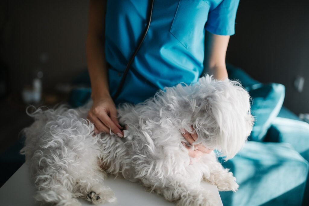 Como identificar dor em cachorro: sinais que muitos tutores ignoram