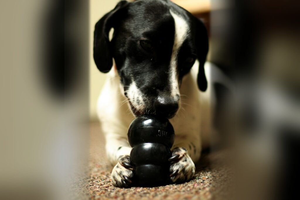 Como montar enriquecimento ambiental para cachorro que fica sozinho
