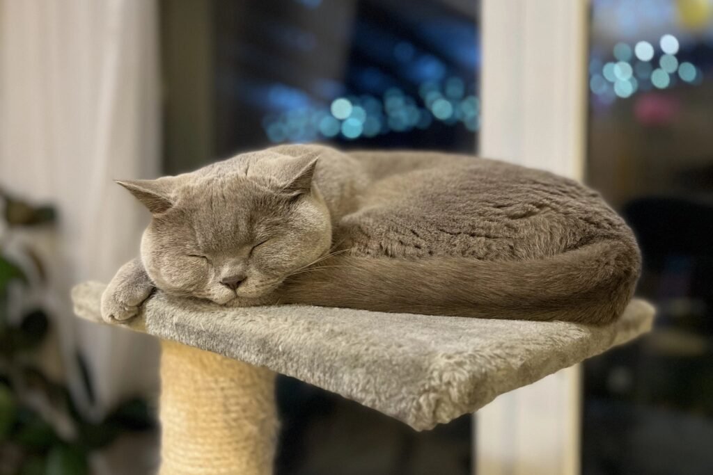 Enriquecimento ambiental para gatos: 12 ideias práticas e baratas