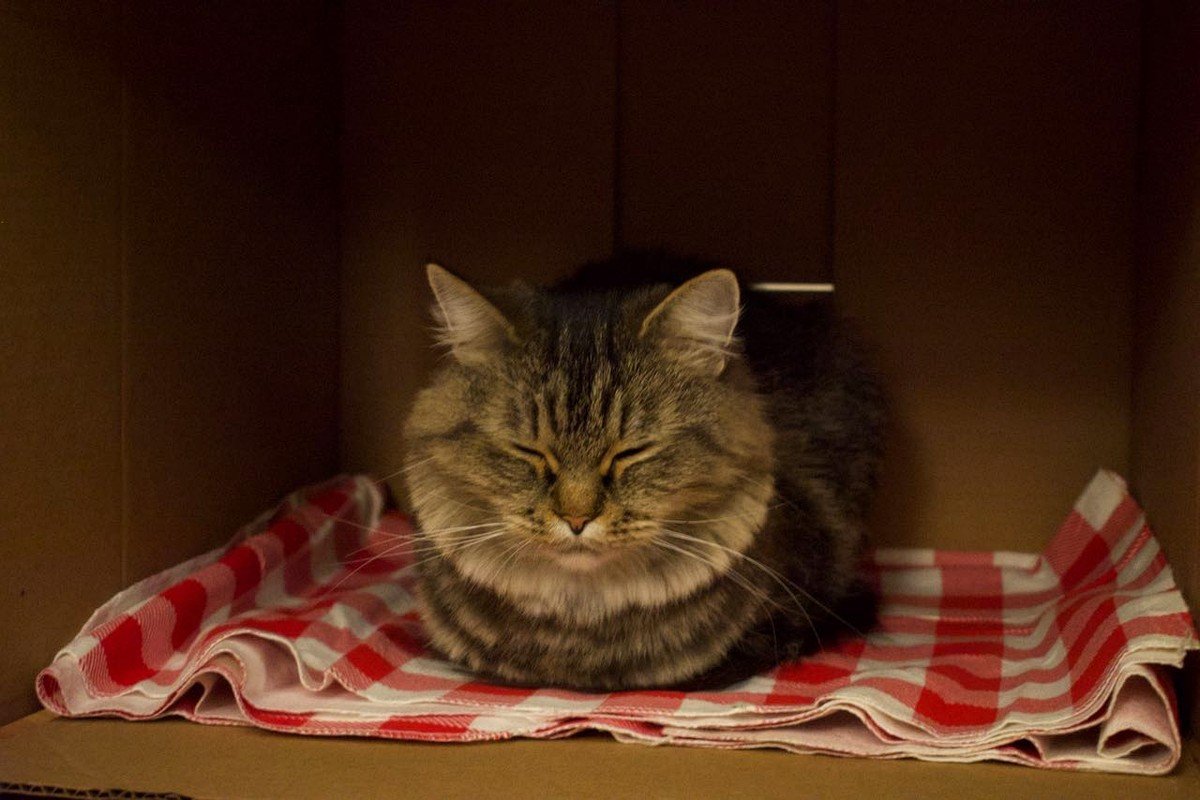 Gato dentro de caixa de papelão forrada com pano, escondido