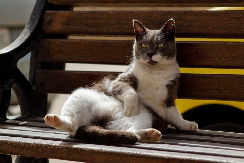 Gato ronrona só quando está feliz? O que mais o ronronar pode indicar