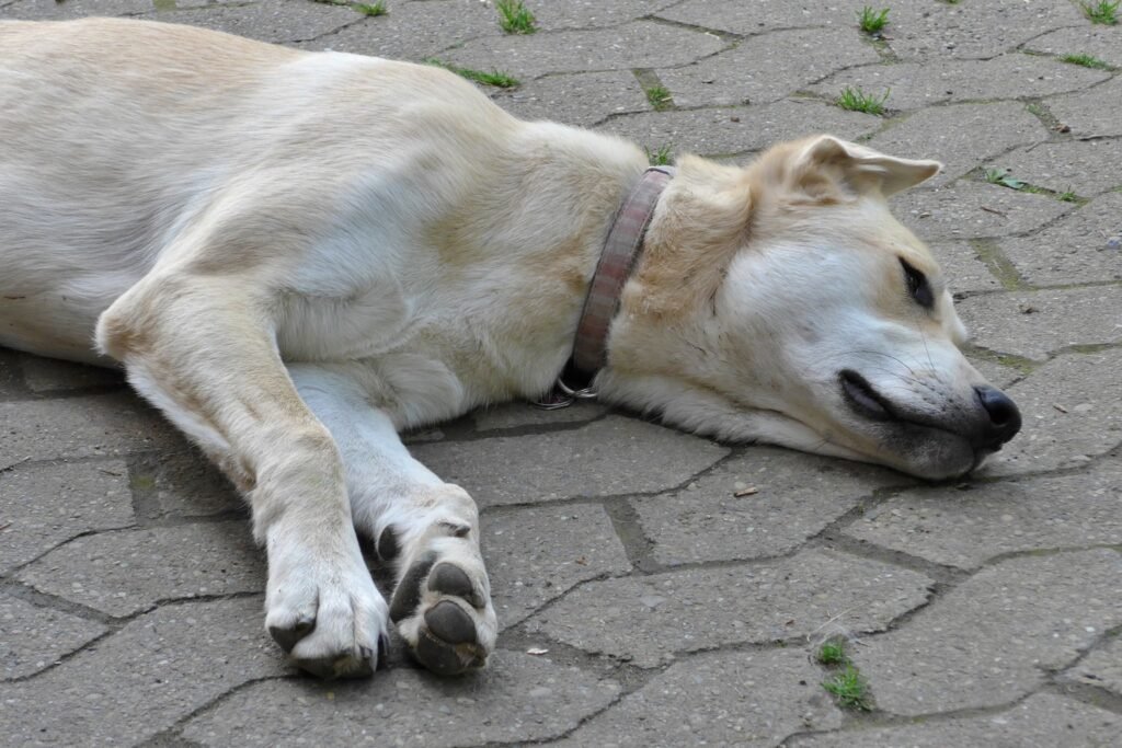 Guia de hidratação para cães e gatos no calor: sinais de alerta