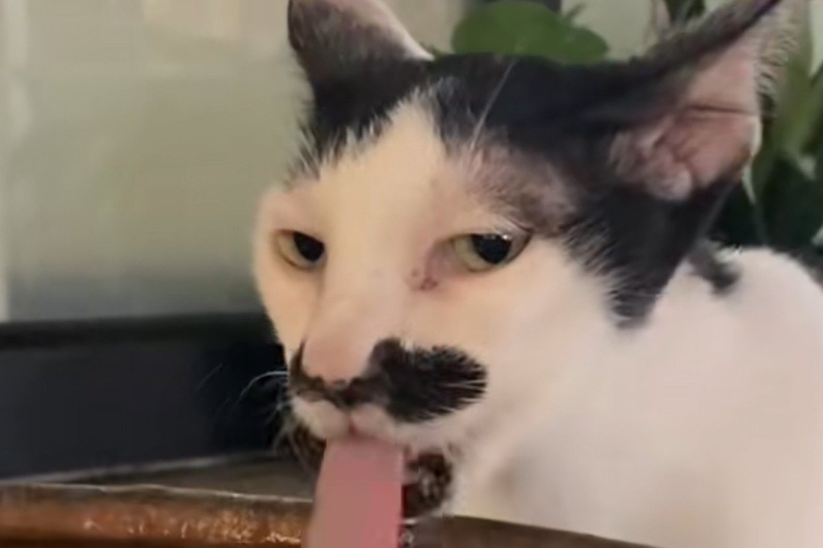 Gato bebendo água diretamente de uma fonte