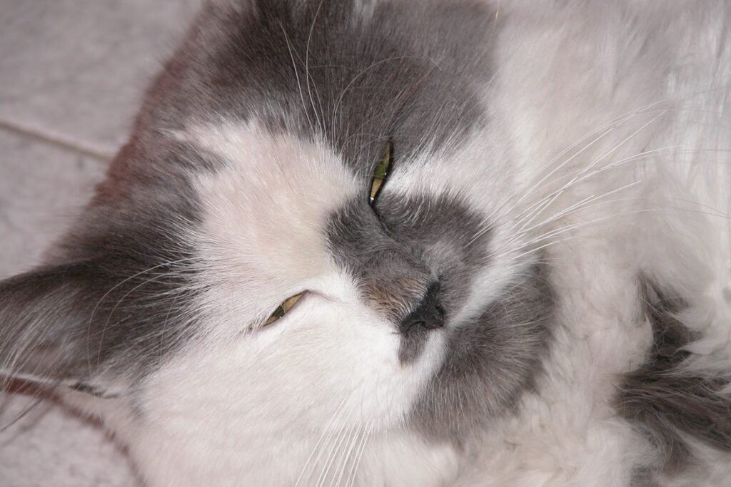 Primeiros sinais de dor em gatos que passam despercebidos
