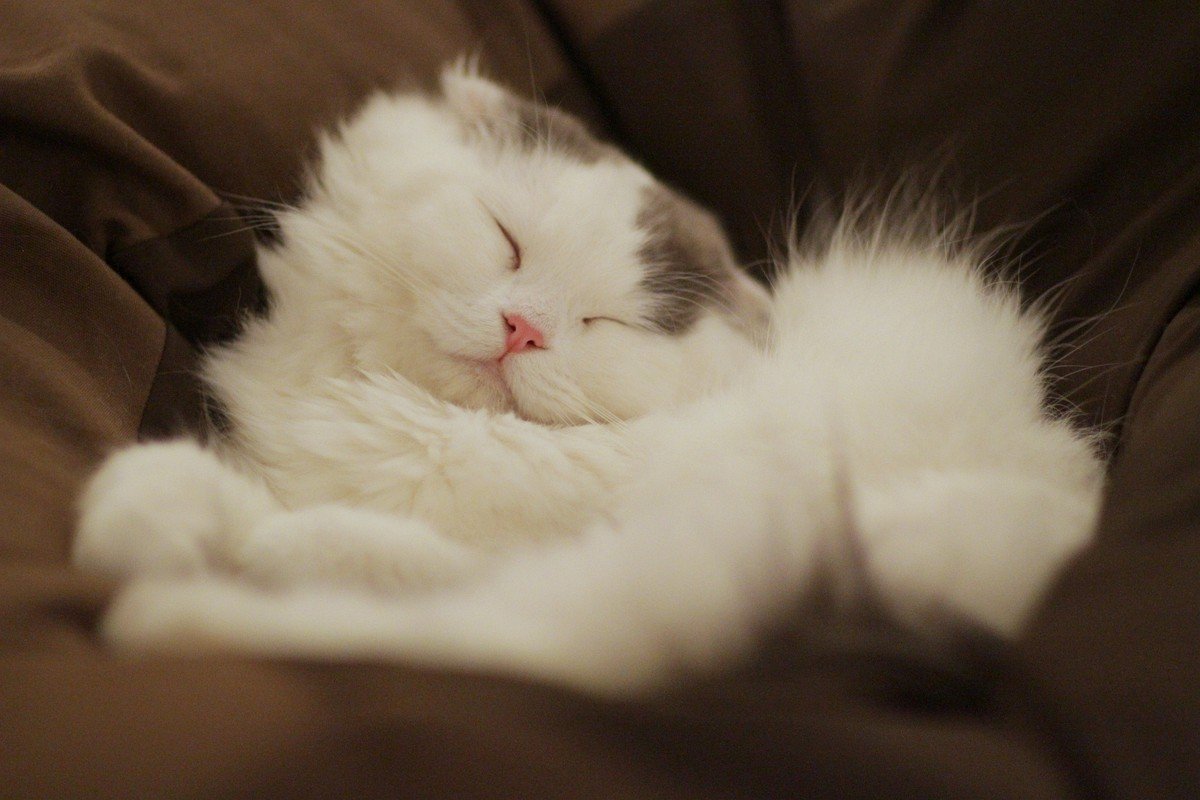 Gato branco dormindo enroscado, postura retraída