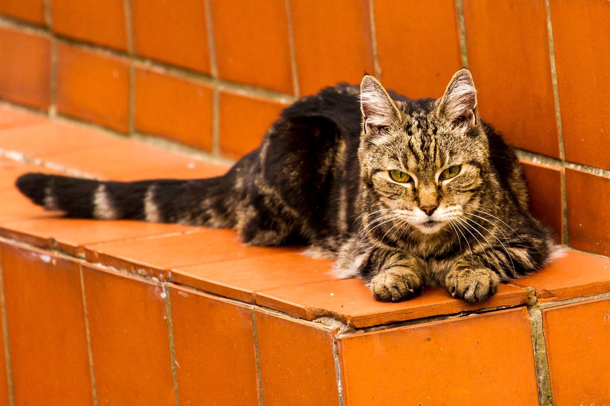 Gato idoso tigrado deitado sobre um degrau de cerâmica